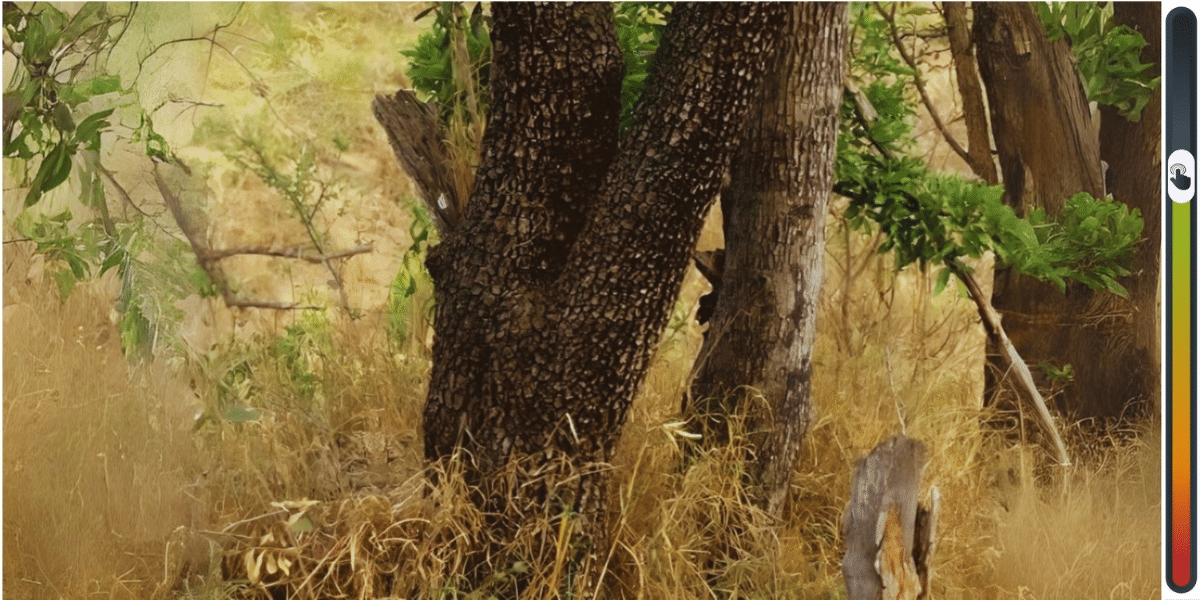 Sfida visiva: Trova il leopardo occultato tra gli alberi in meno di 10 secondi e dimostra le tue doti di osservatore esperto. Riuscirai a individuarlo prima che il tempo scada?