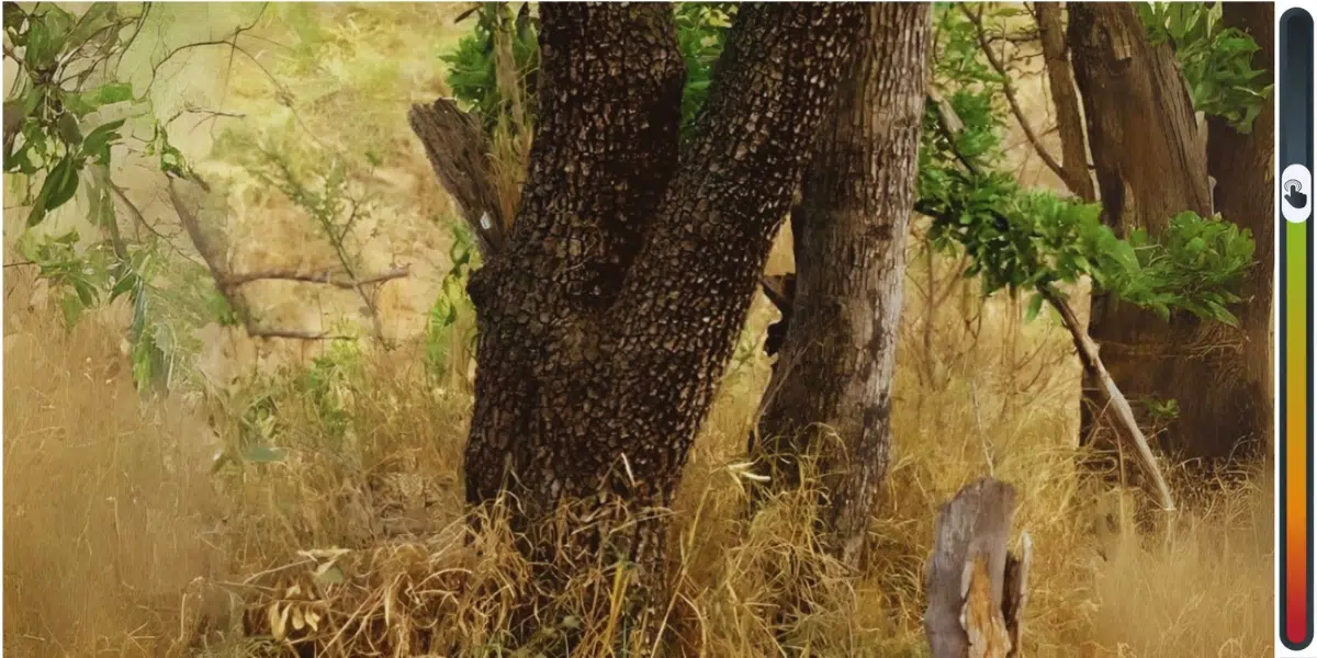 Sfida visiva: Trova il leopardo occultato tra gli alberi in meno di 10 secondi e dimostra le tue doti di osservatore esperto. Riuscirai a individuarlo prima che il tempo scada?