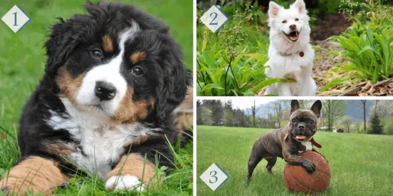 Test della personalità: Quale dei 3 cani sceglieresti? Scopri cosa rivela la tua scelta sul tuo modo di relazionarti con gli altri!