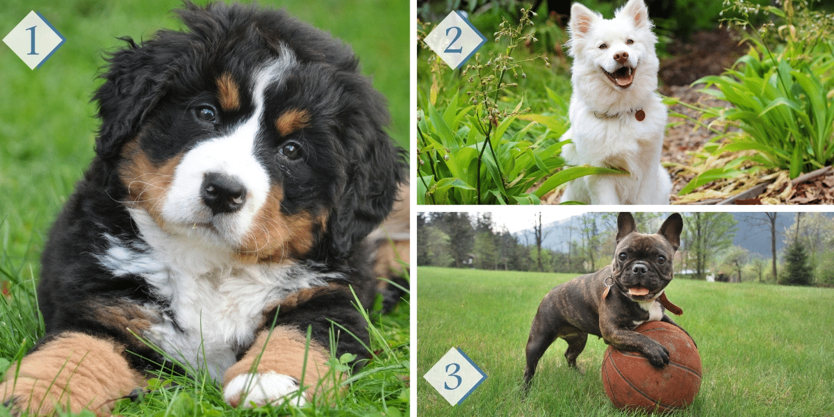 Test della personalità: Quale dei 3 cani sceglieresti? Scopri cosa rivela la tua scelta sul tuo modo di relazionarti con gli altri!