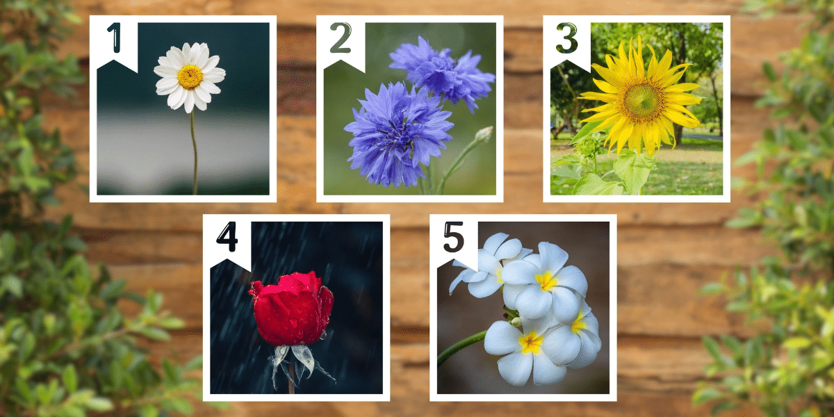 Test della personalità: Quale dei 5 fiori rappresenta il tuo modo di vivere? Scopri se stai cogliendo al massimo la tua esistenza!