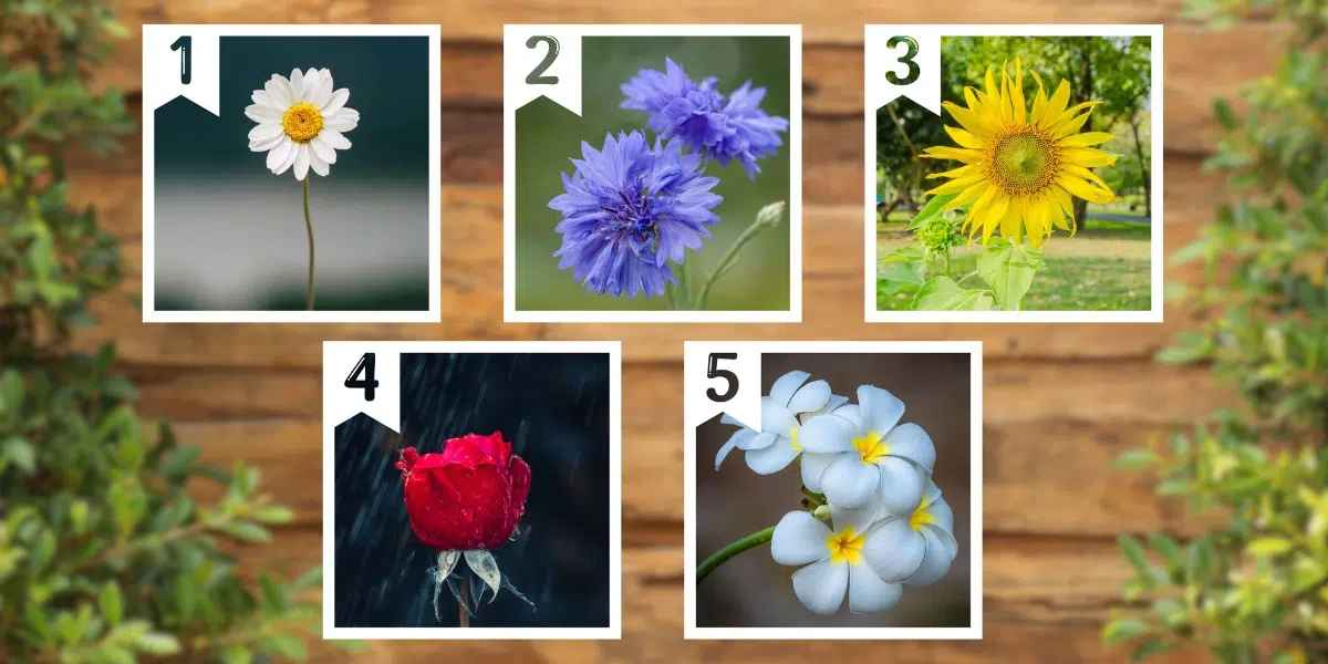 Test della personalità: Quale dei 5 fiori rappresenta il tuo modo di vivere? Scopri se stai cogliendo al massimo la tua esistenza!