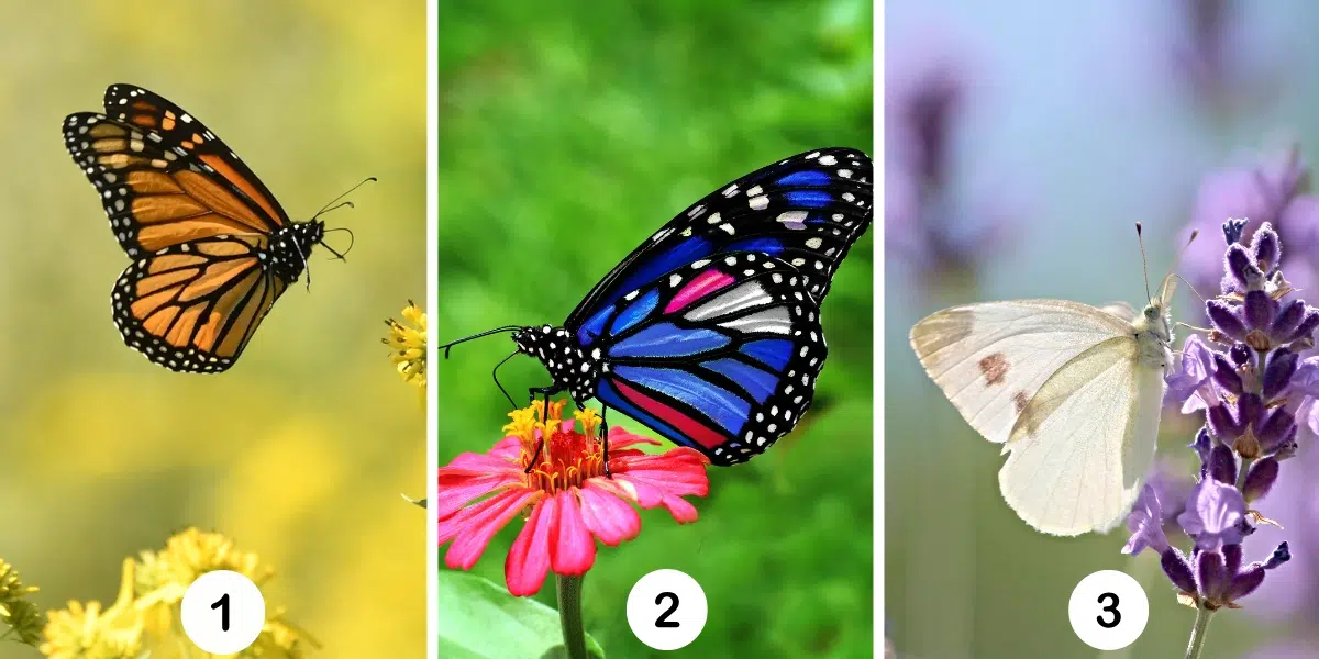 Test della personalità: Scegli una delle 3 farfalle nell’immagine e scopri se il tuo spirito è scettico o fiducioso!
