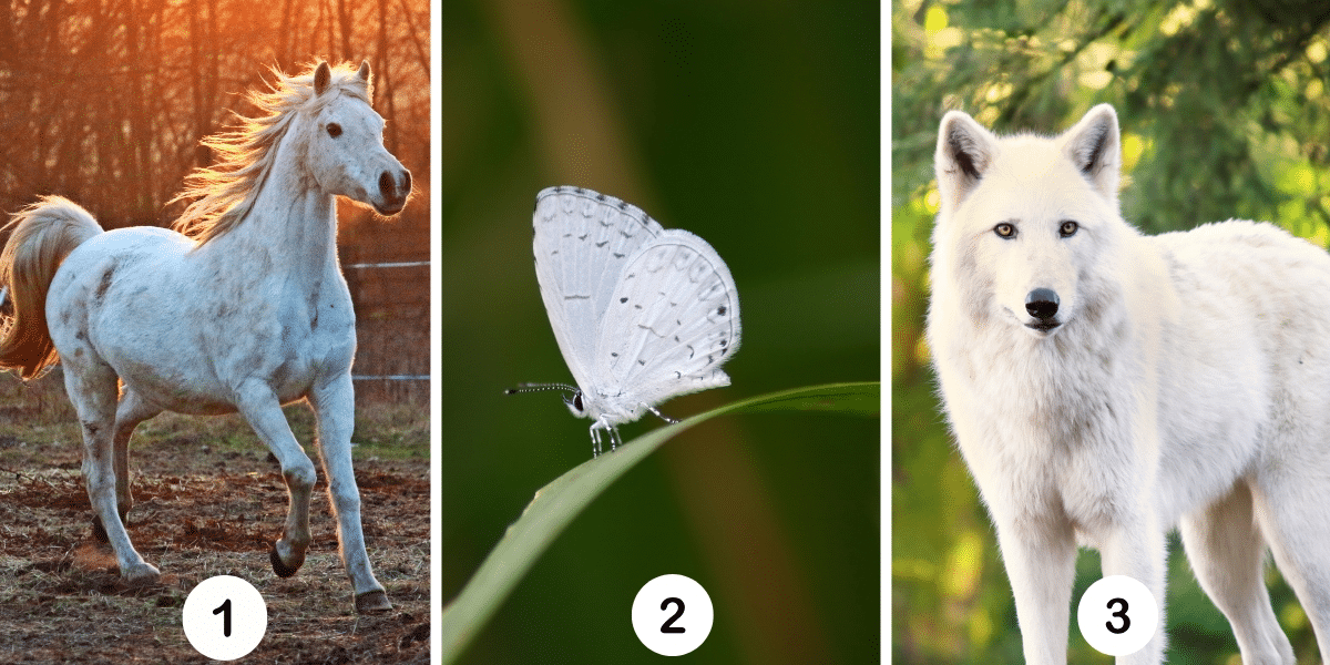Test della personalità: Scegli il tuo animale guida dall’immagine e scopri come può illuminare il cammino verso i tuoi successi!