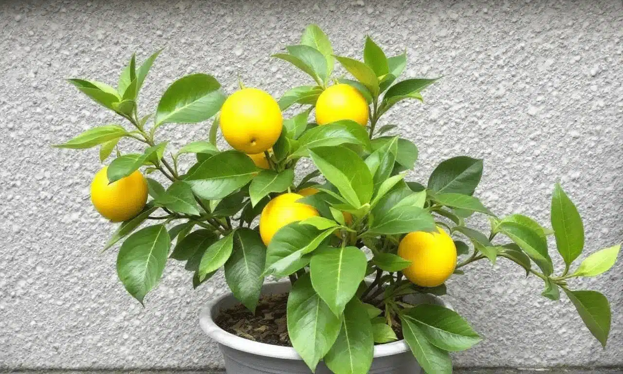 Coltivare un albero di limoni con un solo limone? Scopri questo semplice trucco senza avere un giardino!