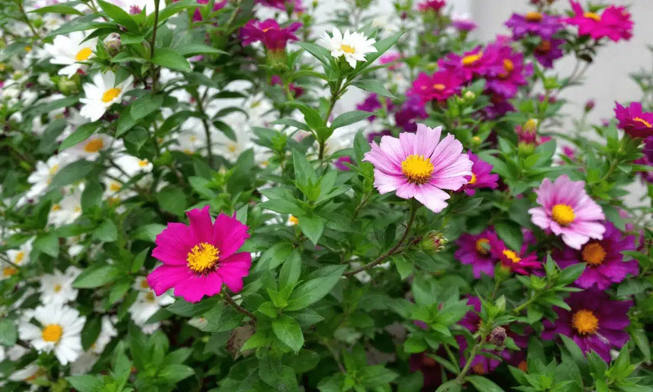 Questo fiore estivo cresce nella ghiaia, non chiede nulla e continua a fiorire!