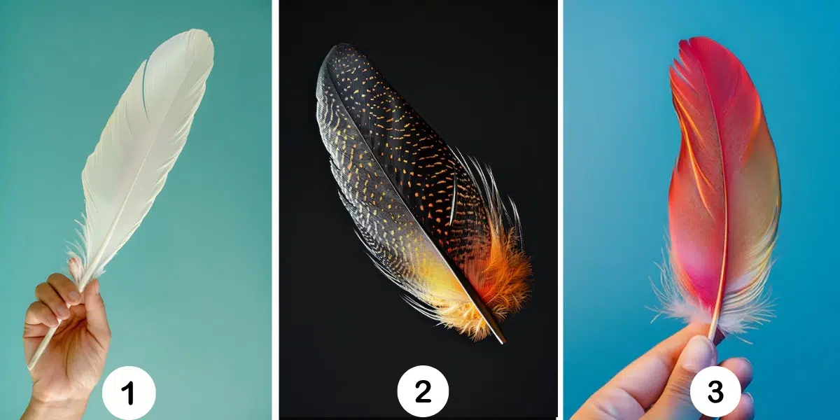 Test della personalità: Quale piuma di gufo ti rappresenta? Scegli una delle 3 opzioni e svela i segreti del tuo carattere!