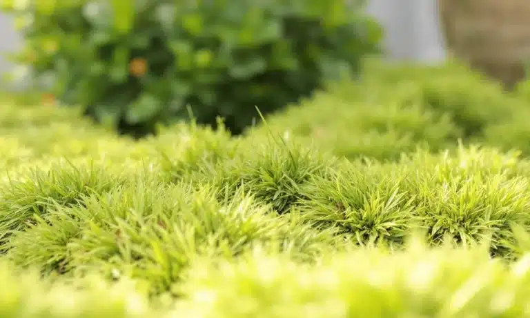 Dite addio all’erba secca: 4 consigli per un giardino fiorito quest’estate!